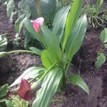 Zantedeschia rehmanii 'Purple Sensation' - Aronskelk, Calla