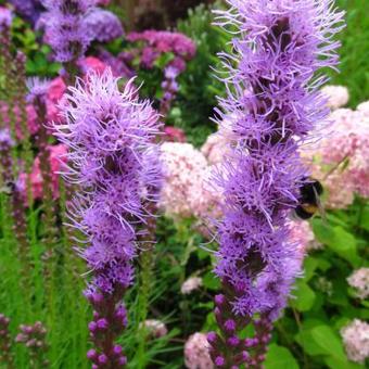 Liatris spicata