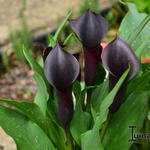 Zantedeschia 'Schwarzwalder' - Aronskelk