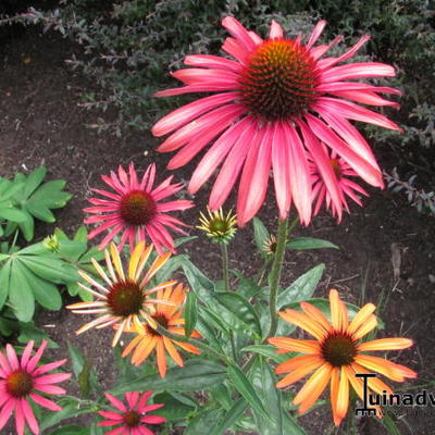 Rode zonnehoed - Echinacea purpurea 'Hot Summer'