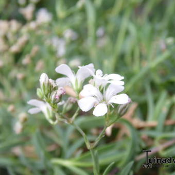 Gypsophila repens ‘Alba'