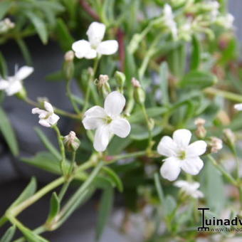 Gypsophila repens ‘Alba'