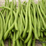 Phaseolus vulgaris 'Eclarel' - Struikboon