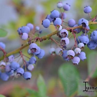 Vaccinium corymbosum 'Spartan'