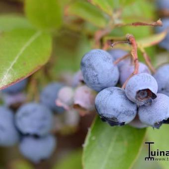 Vaccinium corymbosum 'Spartan'