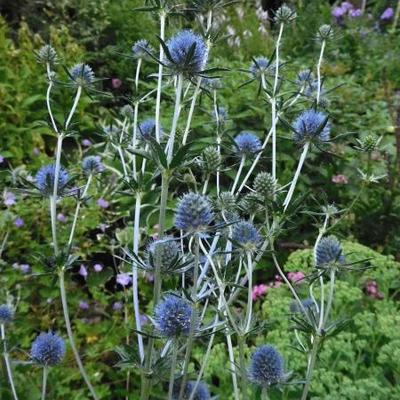 Kruisdistel - Eryngium x  tripartitum