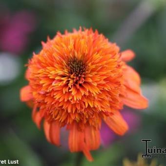 Echinacea purpurea 'SECRET Lust'