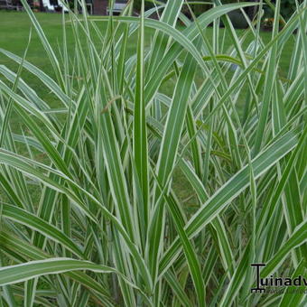 Miscanthus sinensis var. condensatus 'Cosmopolitan'