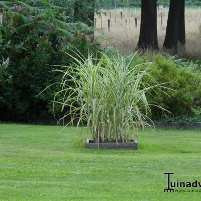 Prachtriet - Miscanthus sinensis var. condensatus 'Cosmopolitan'