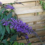 Buddleja 'Argus Velvet' - Vlinderstruik