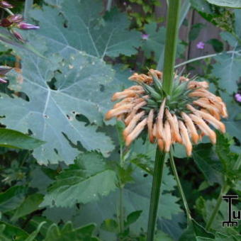 Leonotis leonurus