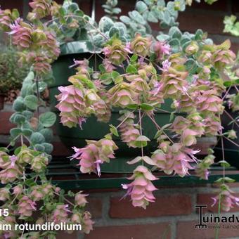 Origanum rotundifolium