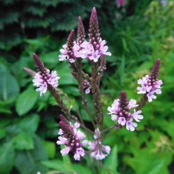 Verbena hastata 'Rosea'