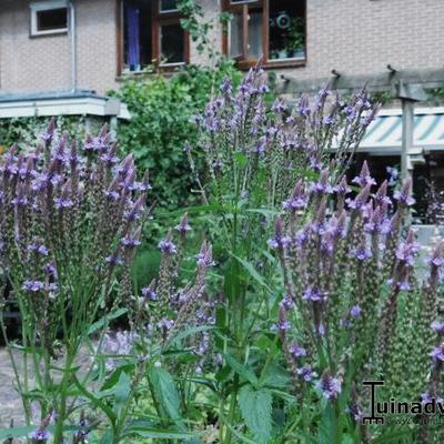 IJzerhard - Verbena hastata 'Blue Spires'