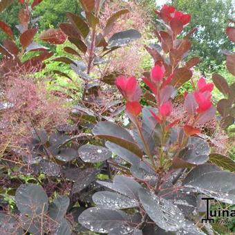 Cotinus coggygria 'Royal Purple'