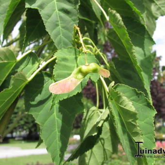 Acer davidii