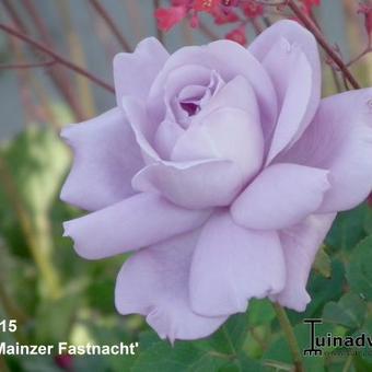 Rosa 'Blue Moon'