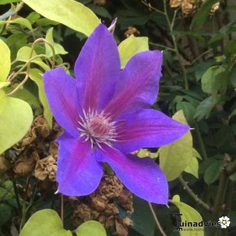 Clematis 'Fireworks'