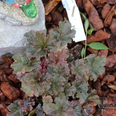 Purperklokje - Heuchera 'Cappuccino'