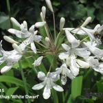 Agapanthus 'White Dwarf ' - Afrikaanse lelie