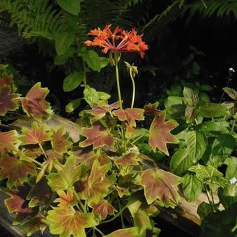 Pelargonium x hortorum 'Vancouver Centennial' (stellar type)