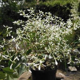 Euphorbia hypericifolia 'Diamond Frost'