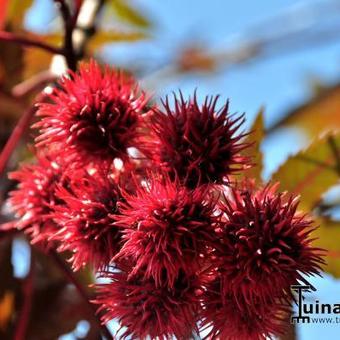 Ricinus communis