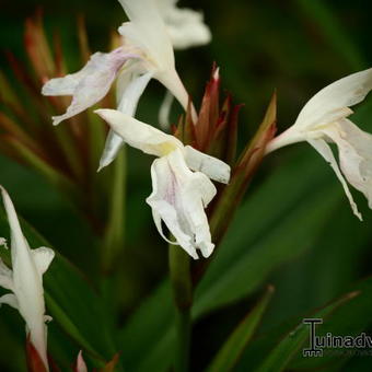 Roscoea x beesiana 'Monique'