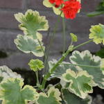 Pelargonium 'Cherry Cocktail' - Geranium