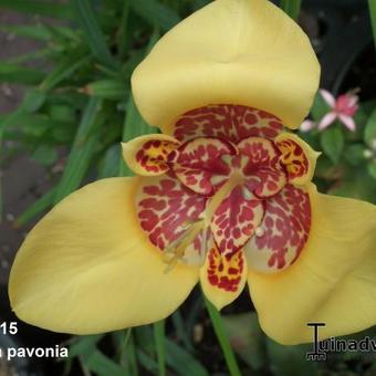 Tigridia pavonia