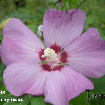 Hibiscus syriacus