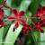 Pelargonium ardens