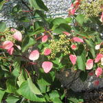 Schizophragma hydrangeoides var. hydrangeoides 'Roseum' - Valse klimhortensia, pluimklimhortensia