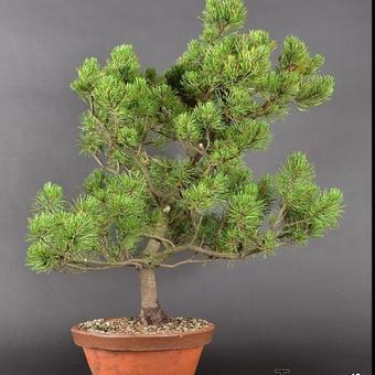 Pinus mugo 'Benjamin'