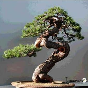 Pinus mugo 'Benjamin'