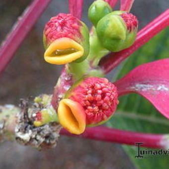 Euphorbia pulcherrima