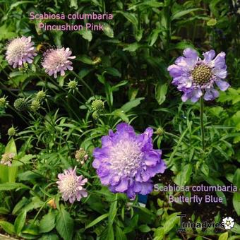 Scabiosa columbaria nana 'Pincushion Pink'