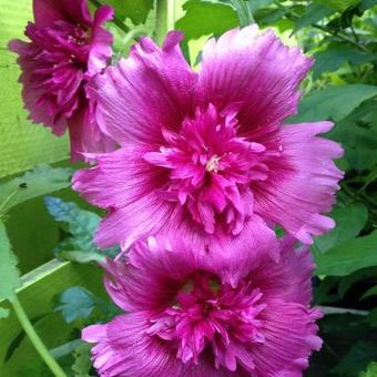 Alcea rosea  'SPRING CELEBRITIES Purple'