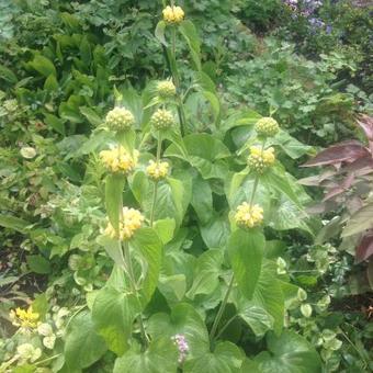 Phlomis russeliana