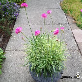 Armeria maritima 'Nifty Thrifty'