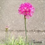 Armeria maritima 'Nifty Thrifty' - Engels gras