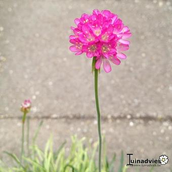 Armeria maritima 'Nifty Thrifty'