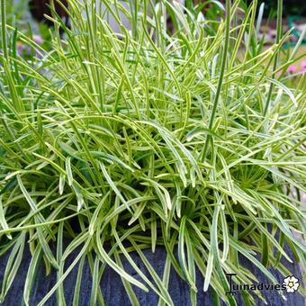 Armeria maritima 'Nifty Thrifty'