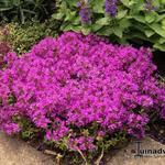 Thymus praecox 'Red Carpet' - Kruiptijm