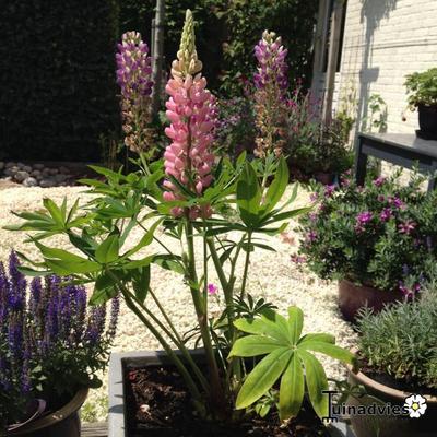 Lupine - Lupinus Russell-Hybriden