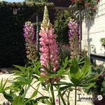 Lupinus Russell-Hybriden - Lupine