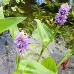 Pontederia azurea - Blauw snoekkruid, Blauwe moerashyacint