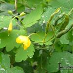 Chelidonium majus  - Stinkende gouwe, wrattenkruid - Chelidonium majus 