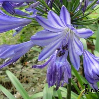 Agapanthus africanus