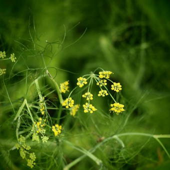 Foeniculum vulgare